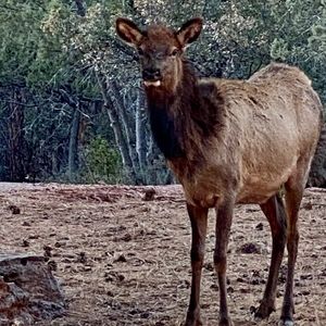 Meet your Posher, Laurie